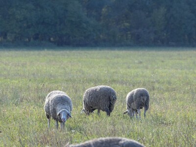 Stanovnici Zlatne grede i kopackog rita