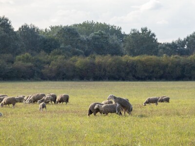 Stanovnici Zlatne grede i kopackog rita