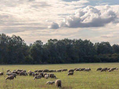 Stanovnici Zlatne grede i kopackog rita