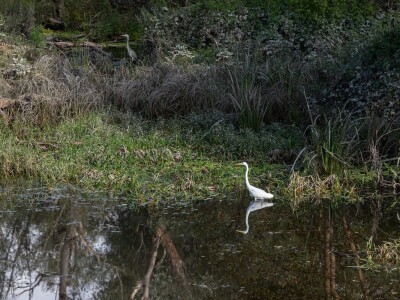 Stanovnici Zlatne grede i kopackog rita