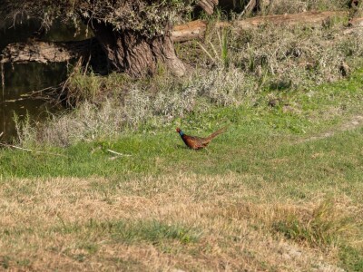 Stanovnici Zlatne grede i kopackog rita