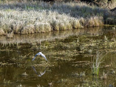 Stanovnici Zlatne grede i kopackog rita