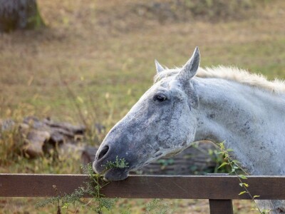 Stanovnici Zlatne grede i kopackog rita