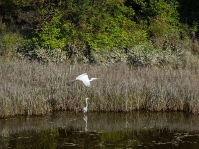 Stanovnici Zlatne grede i kopackog rita
