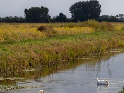 Stanovnici Zlatne grede i kopackog rita