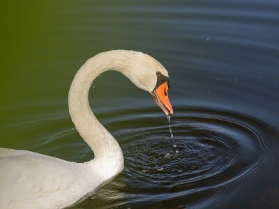 Stanovnici Zlatne grede i kopackog rita