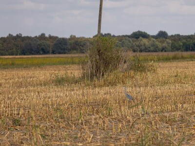 Stanovnici Zlatne grede i kopackog rita