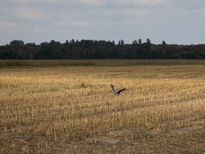 Stanovnici Zlatne grede i kopackog rita