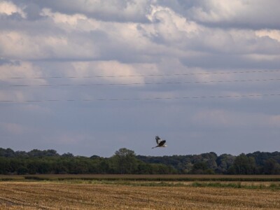Stanovnici Zlatne grede i kopackog rita