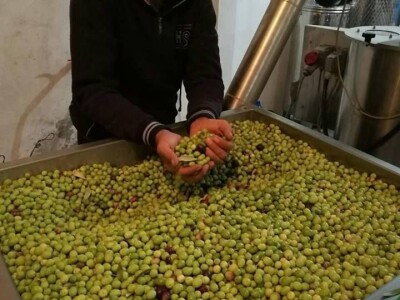 Stara maslina Stara maslina