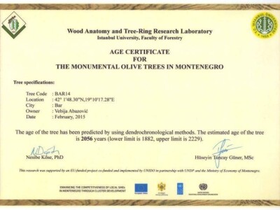 Stara maslina Stara maslina