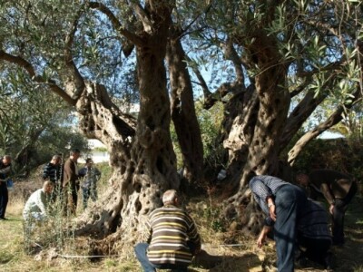 Stara maslina Stara maslina
