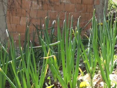 STARE SORTE STARE SORTE