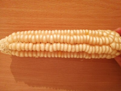 STARE SORTE STARE SORTE