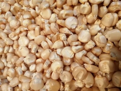 STARE SORTE STARE SORTE