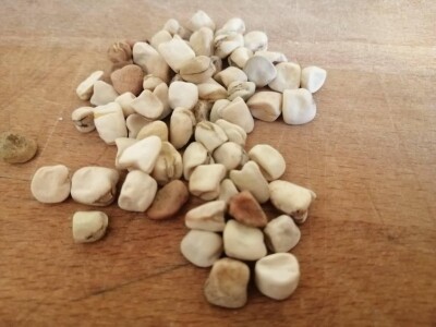 STARE SORTE STARE SORTE