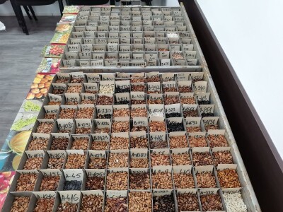 STARE SORTE STARE SORTE