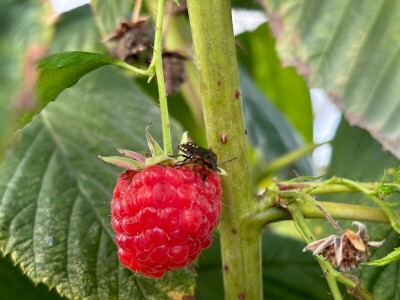 Stare sorte jabuka na Pokušalištu u Donjoj Zelini