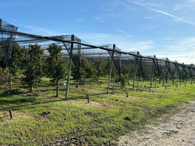 Stare sorte jabuka na Pokušalištu u Donjoj Zelini