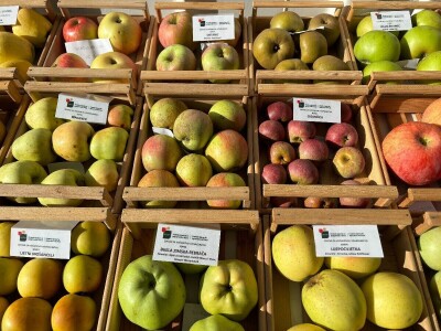 Stare sorte jabuka na Pokušalištu u Donjoj Zelini