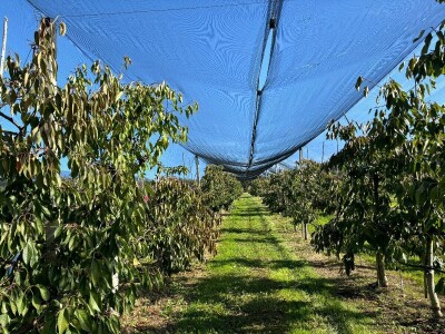 Stare sorte jabuka na Pokušalištu u Donjoj Zelini