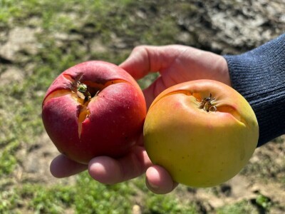 Stare sorte jabuka na Pokušalištu u Donjoj Zelini