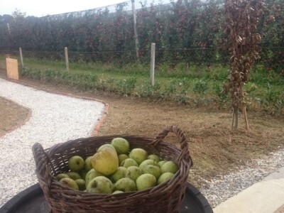 STARE SORTE JABUKA OPG DOBRANIĆ STARE SORTE JABUKA OPG DOBRANIĆ