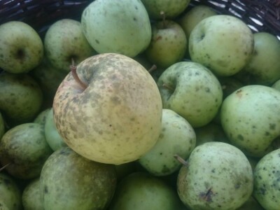 STARE SORTE JABUKA OPG DOBRANIĆ STARE SORTE JABUKA OPG DOBRANIĆ