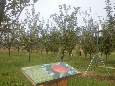 STARE SORTE JABUKA OPG DOBRANIĆ STARE SORTE JABUKA OPG DOBRANIĆ