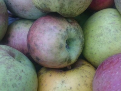 STARE SORTE JABUKA OPG DOBRANIĆ STARE SORTE JABUKA OPG DOBRANIĆ