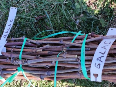 STARE SORTE - U Dioklecijanovom podrumu najveću znatiželju izazvala vina kojih još nema STARE SORTE - U Dioklecijanovom podrumu najveću znatiželju izazvala vina kojih još nema