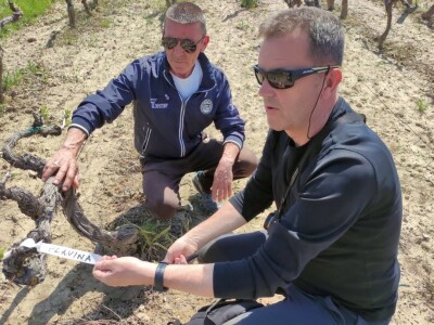 STARE SORTE - U Dioklecijanovom podrumu najveću znatiželju izazvala vina kojih još nema STARE SORTE - U Dioklecijanovom podrumu najveću znatiželju izazvala vina kojih još nema