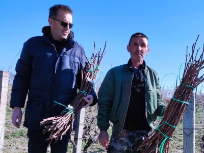 STARE SORTE - U Dioklecijanovom podrumu najveću znatiželju izazvala vina kojih još nema STARE SORTE - U Dioklecijanovom podrumu najveću znatiželju izazvala vina kojih još nema