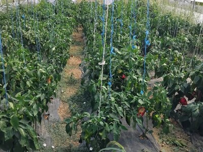 Stare sorte voća i povrća