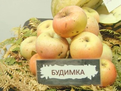 Stare sorte voća otrgnute od zaborava