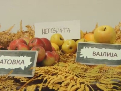 Stare sorte voća otrgnute od zaborava