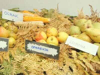 Stare sorte voća otrgnute od zaborava