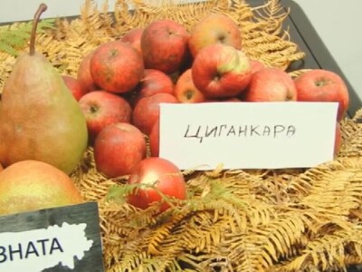 Stare sorte voća otrgnute od zaborava