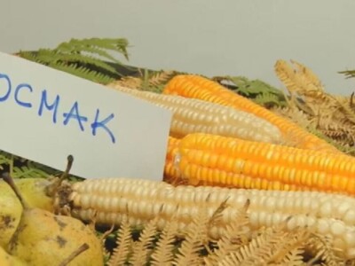 Stare sorte voća otrgnute od zaborava