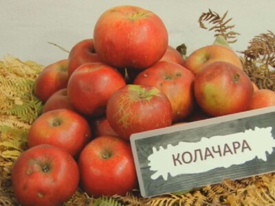 Stare sorte voća otrgnute od zaborava