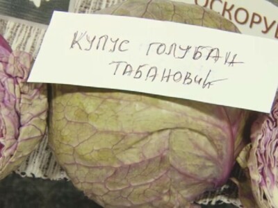 Stare sorte voća otrgnute od zaborava