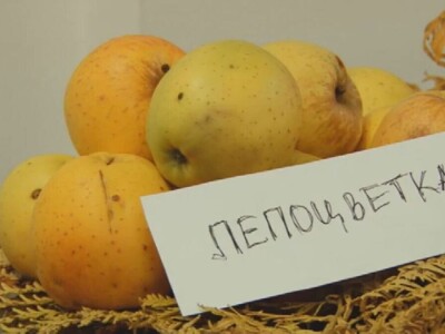 Stare sorte voća otrgnute od zaborava