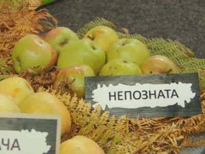 Stare sorte voća otrgnute od zaborava