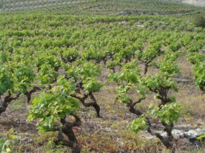 Stari vinogradi u kršu dalmatinskog zaobalja