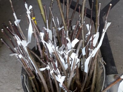 starinske srte voća