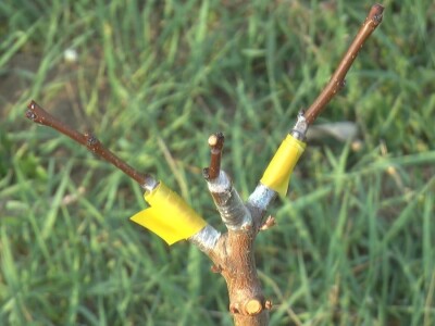 starinske srte voća