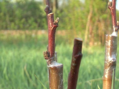 starinske srte voća