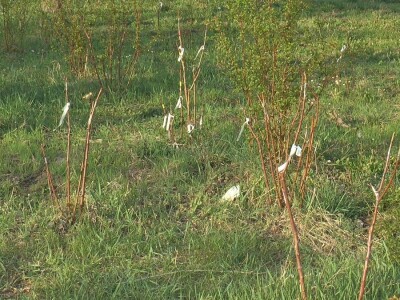 starinske srte voća