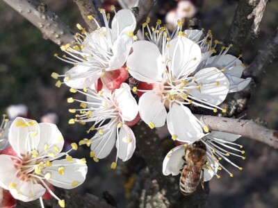 starinske srte voća