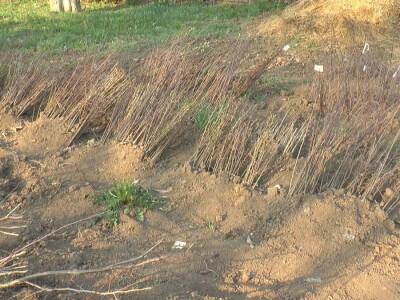 starinske srte voća